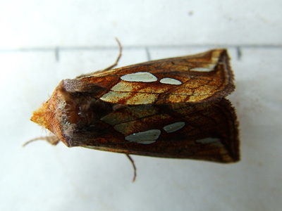 Lempke's Gold Spot